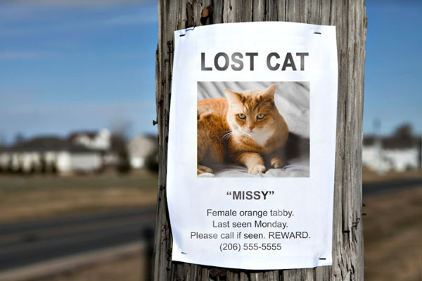 گربه گمشده و 8 راه پیدا شدن آن