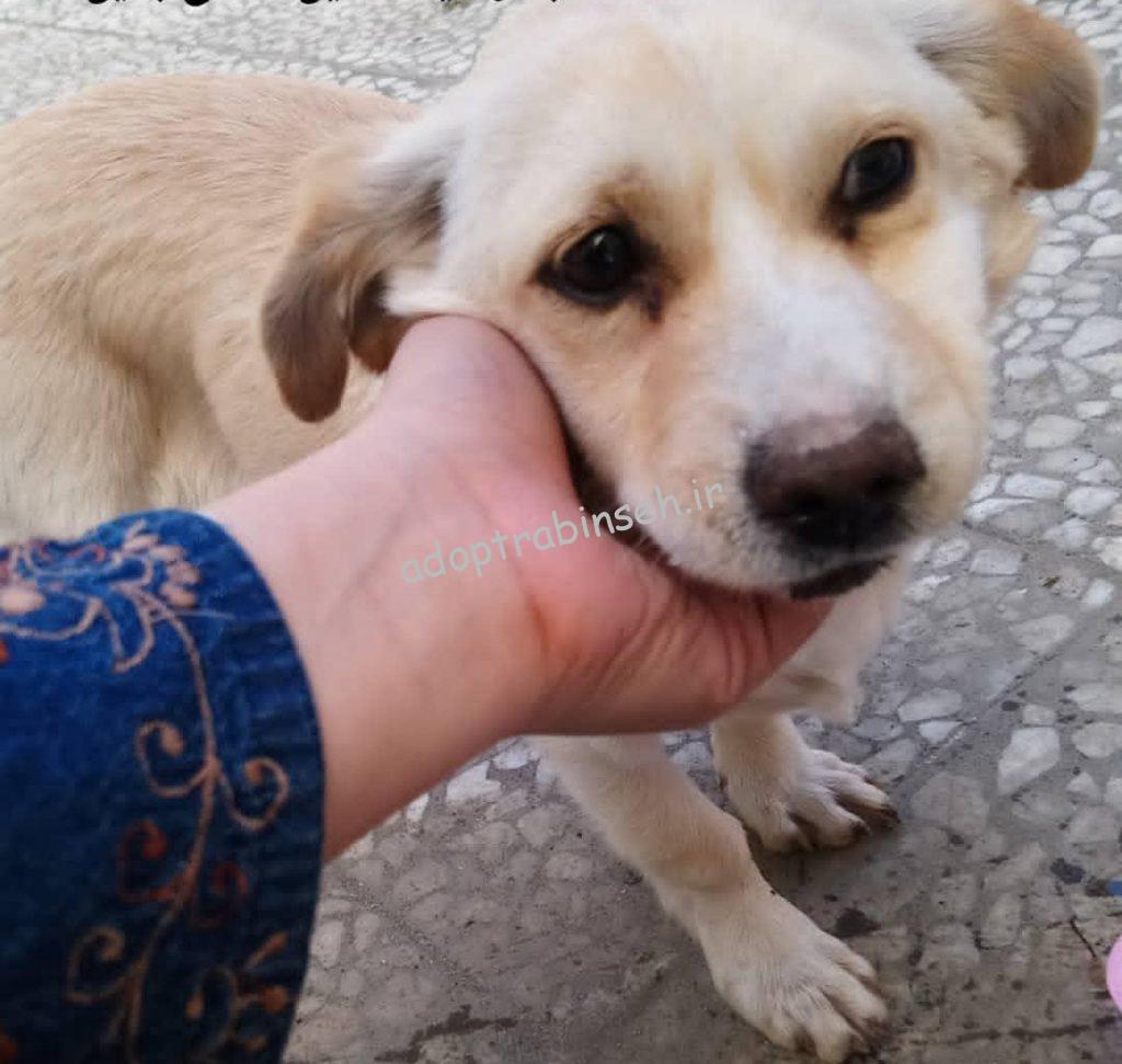 سگ پیدا شده واقع در قائم‌شهر