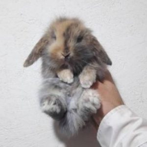 واگذاری خرگوش لوپ تهران