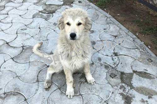 سگ پیداشده پارک سعادت آباد