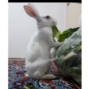 واگذاری خرگوش مشهد