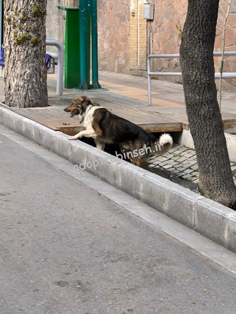 یک سگ با قلاده در حوالی شریعتی تجریش دیده شده