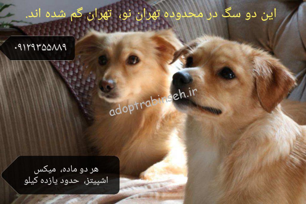 دو سگ گم شده،تهران نو