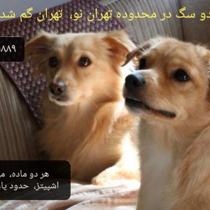 سگ گمشده تهران