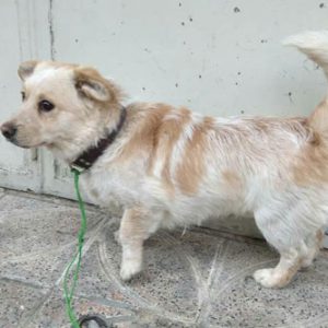 سگ پیداشده تهران