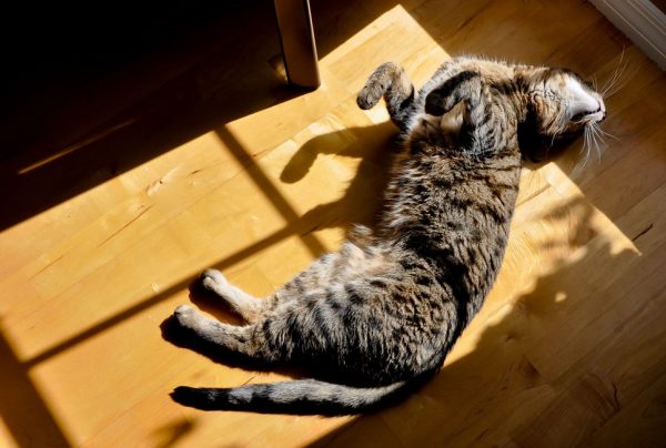 آفتاب سوختگی در حیوانات و گربه