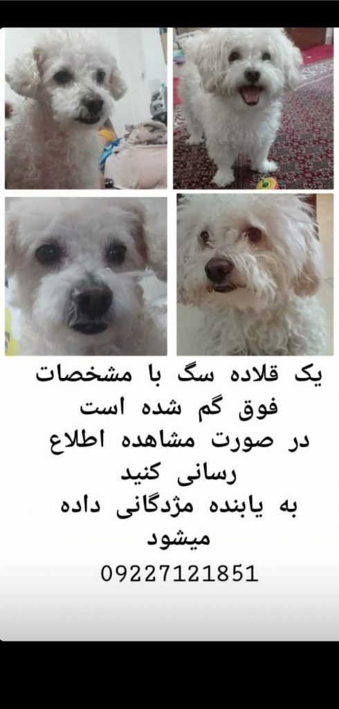 سگ گمشده در مشهد ب یابنده مژدگانی داده میشود