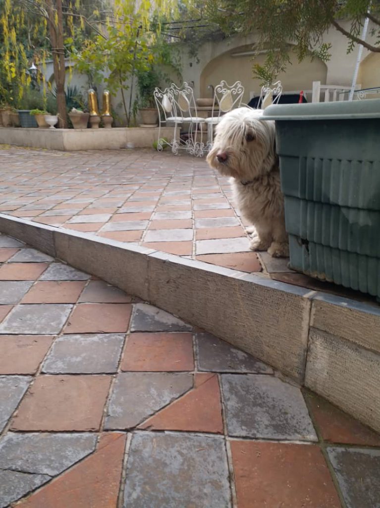 سگ تریر گمشده در تهرانپارس