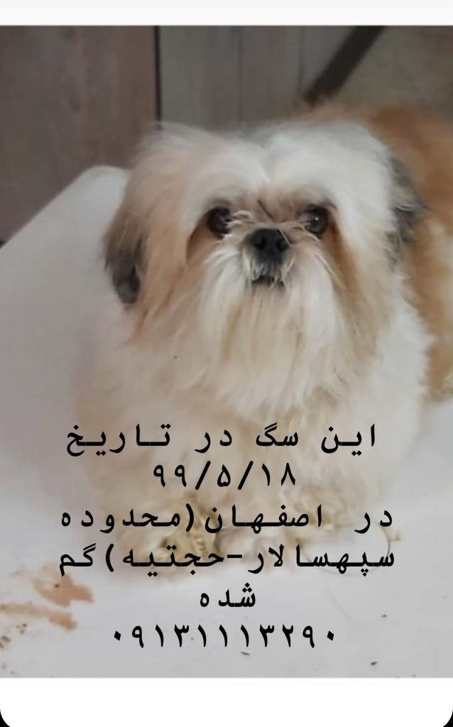 سگ گمشده در اصفهان