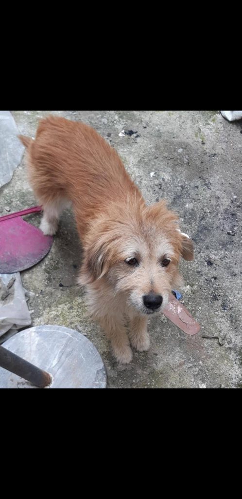سگ تریر پیدا شده رشت خ باهنر
