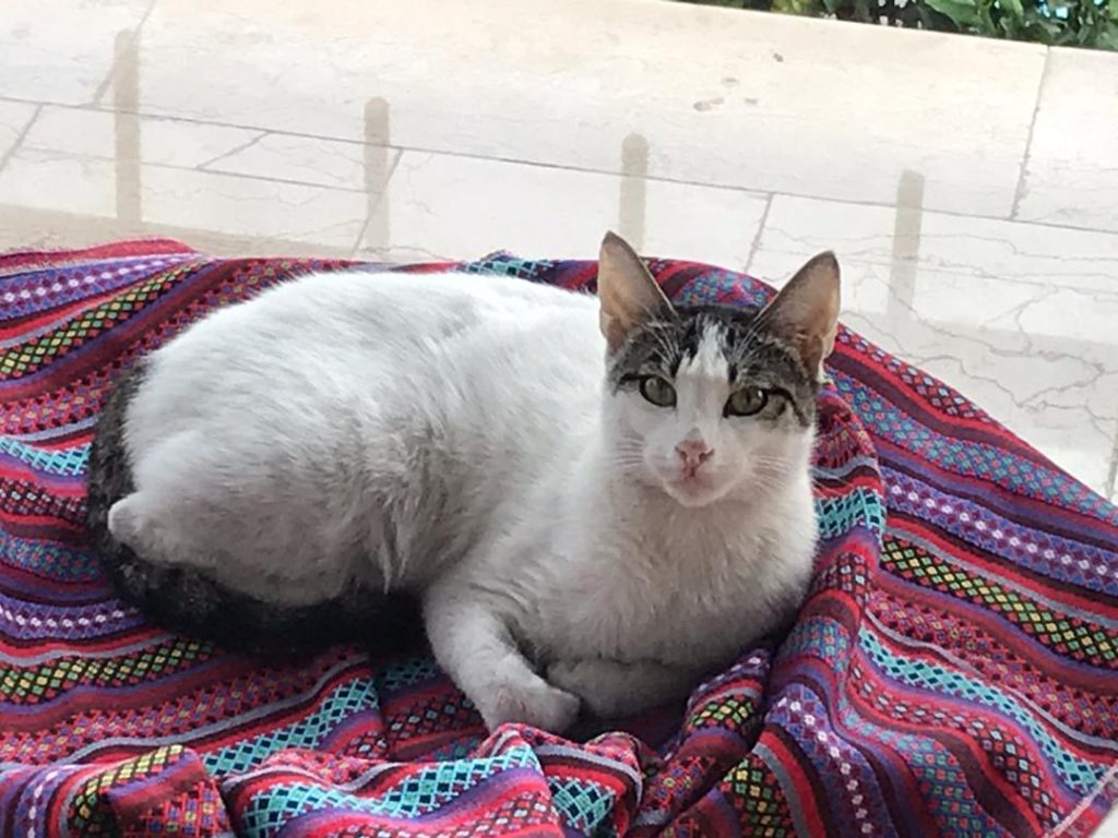 گربه پیدا شده در ساری
