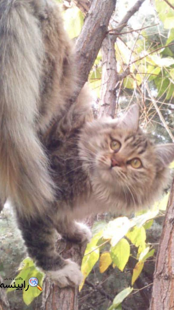 گربه با قلاده پیاده شده در باغ فیض تهران