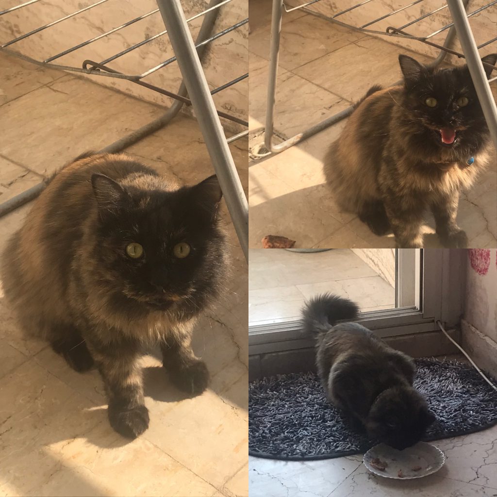 گربه قهوه ای مشکی تهرانپارس