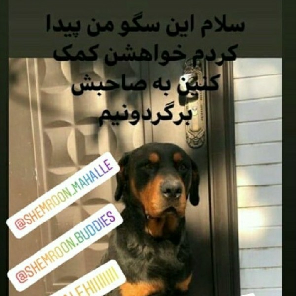 سگ پیدا شده