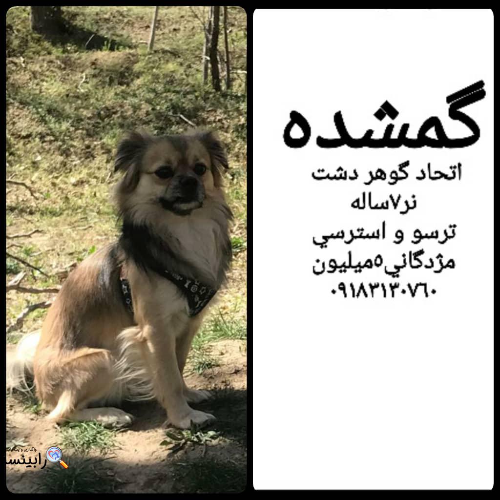 مكس سگ ٧ساله