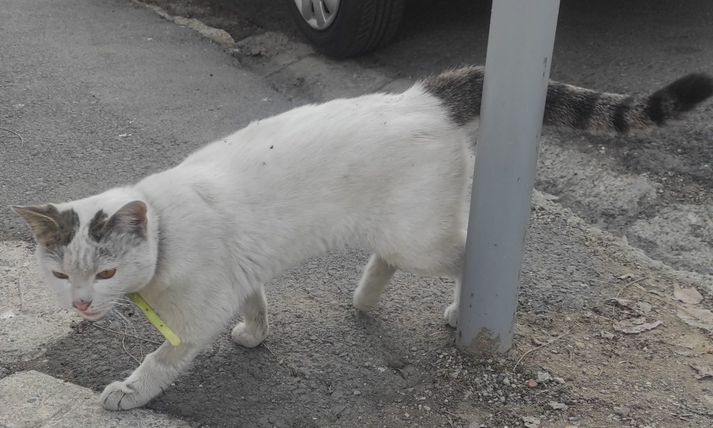 گربه سفید پیدا شده