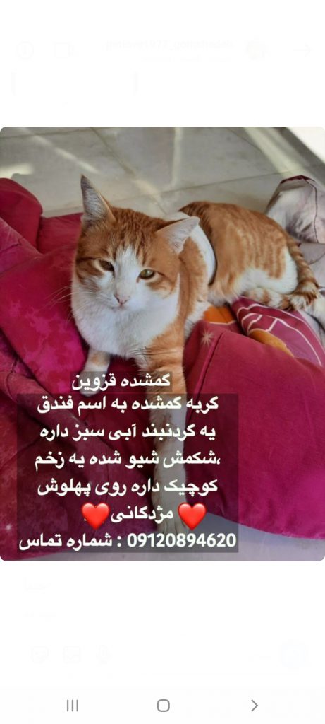 گربه نارنجی گمشده