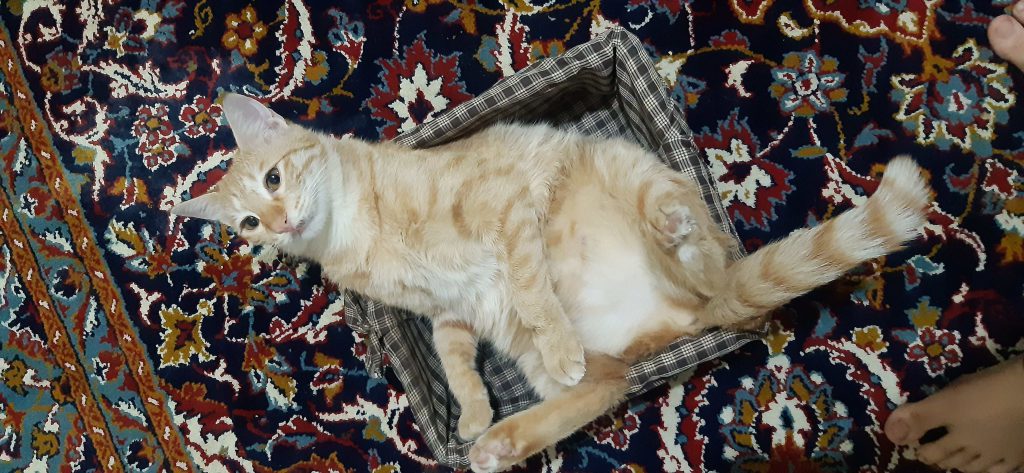 گربه گمشده نژاد دب اس اچ بلوار ابوذر بوستان۱۳
