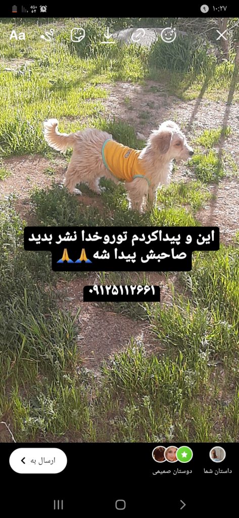 سگ پیدا شده