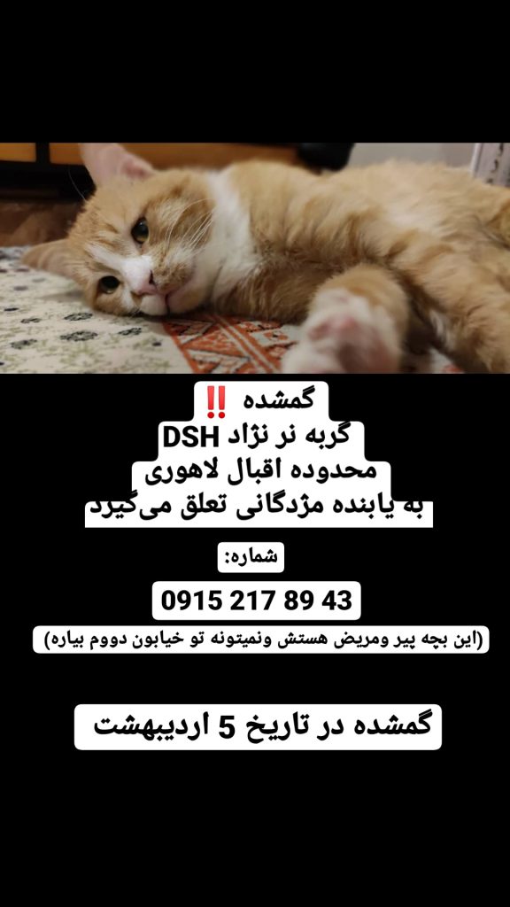 گربه بومی dsh