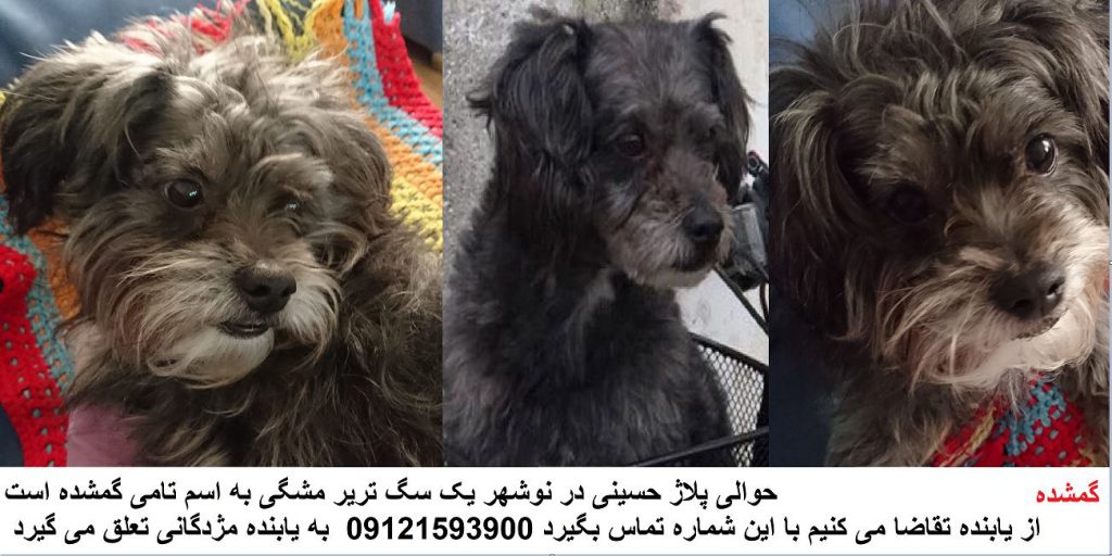 سگ پشمالو مشگی در حوالی نوشهر مازندران گم شده