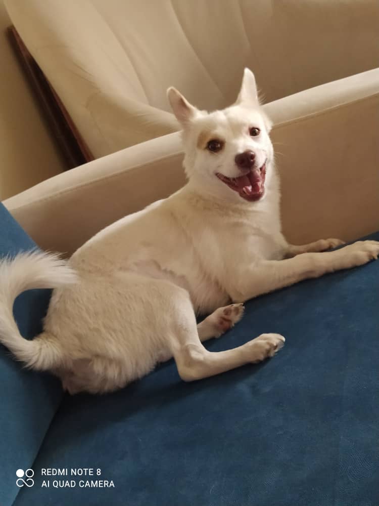 سگ گمشده بنام برفی ۲ساله نژاد اشپیتز