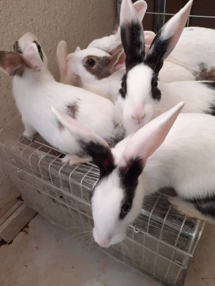 واگذاری ۵ بچه خرگوش ۳ ماهه خوشگل