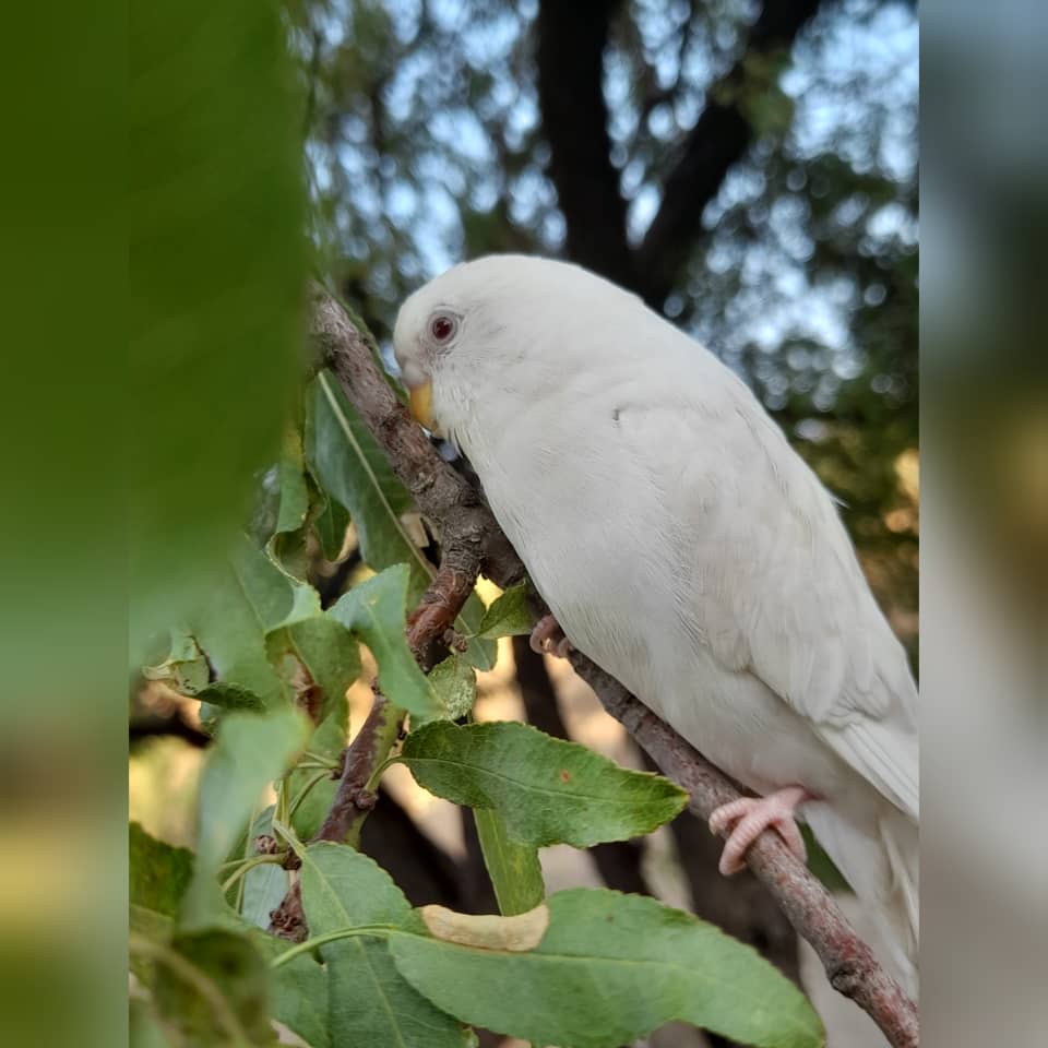 مرغ عشق سفید گمشده