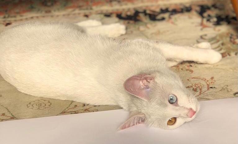 گربه سفید با چشم های دو رنگ. کیوتی