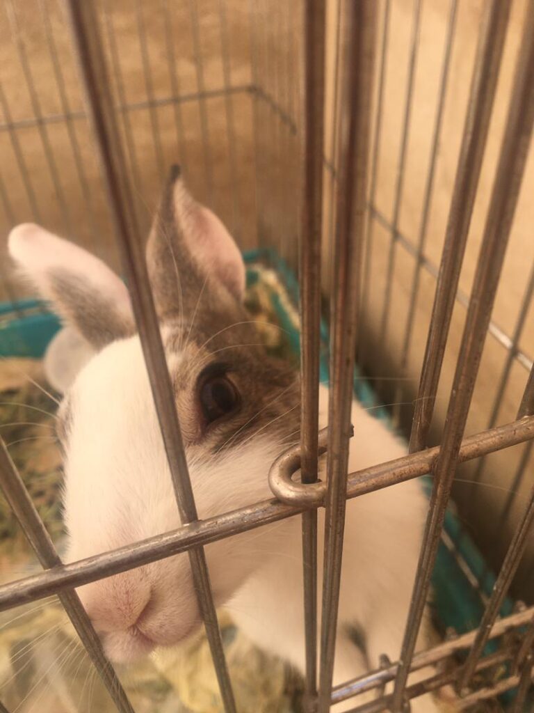 خرگوش سه ماهه