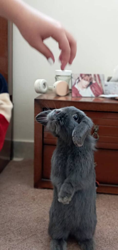 خرگوش لوپ طوسی رنگ ۱ ساله گم شده
