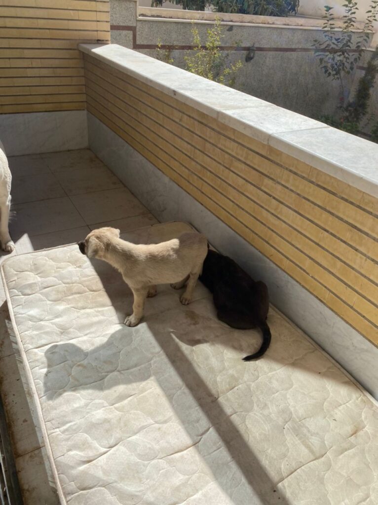 دو قلاده سگ بومی یک ماهه در اصفهان