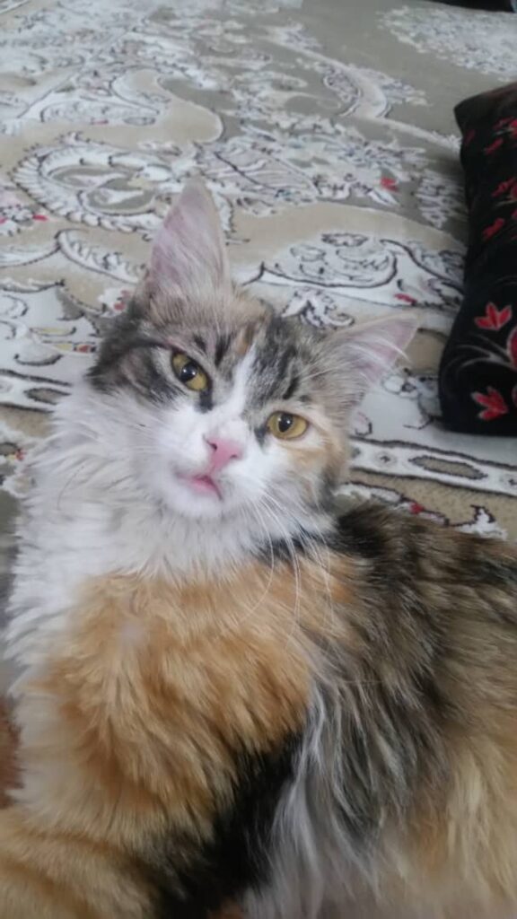 گربه ی گم شده به اسم پیشان در شهرک صنعتی گلگون شهریار استان تهران