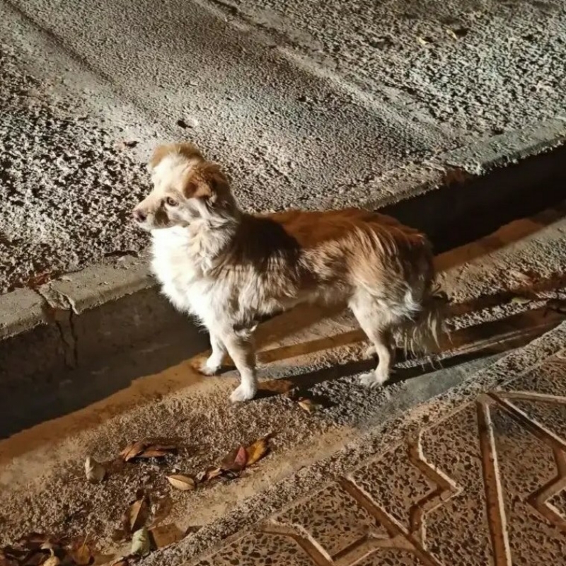 سگ‌ اشپیتز