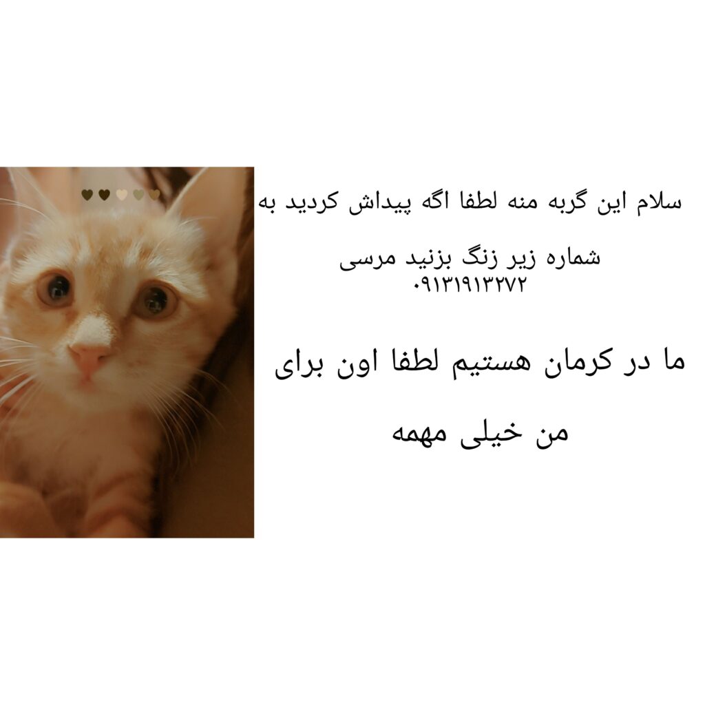 گربه گم شده