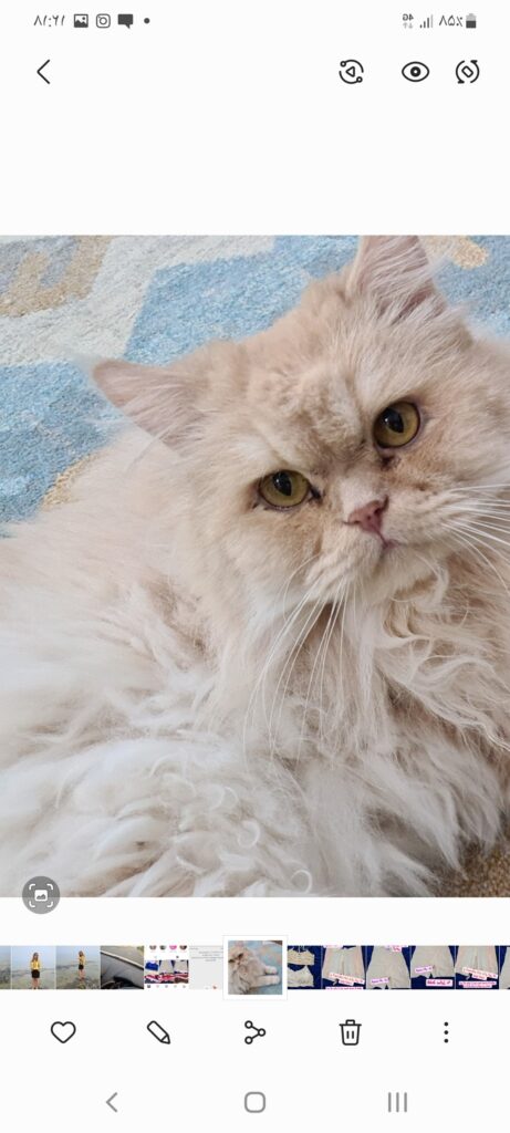 گربه نر در شیراز گمشده
