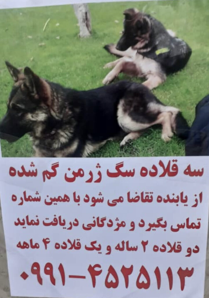 سه قلاده سگ ژرمن  در چمن ۳ مهرشهر
