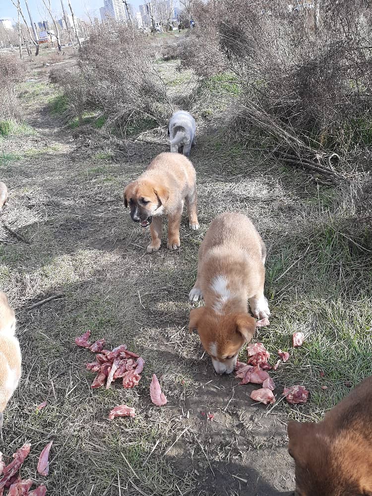واگذاری دوازده توله سگ بومی ایرانی
