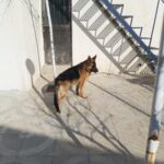 سگ ژرمن شپرد دزدیده شده
