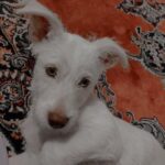سگ باهوش نژاد اشپیتز