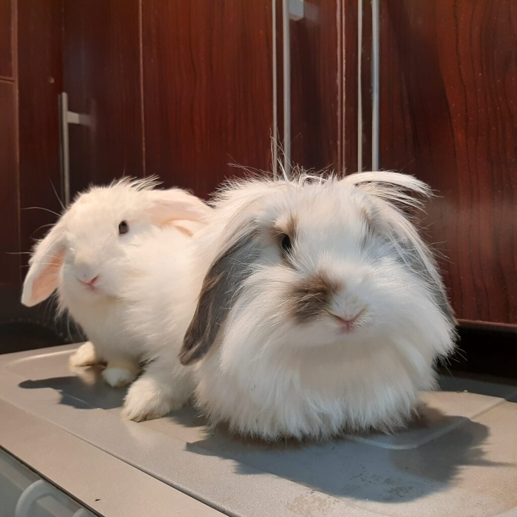 واگذاری دو خرگوش