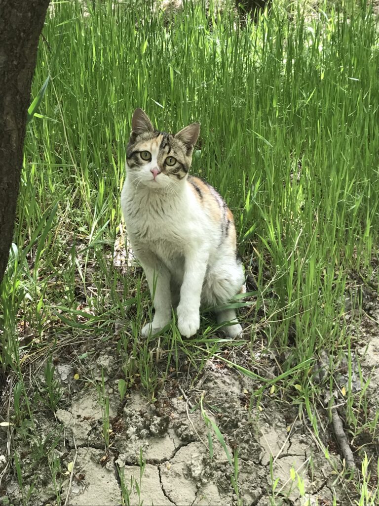 گربه گمشده در شهریار