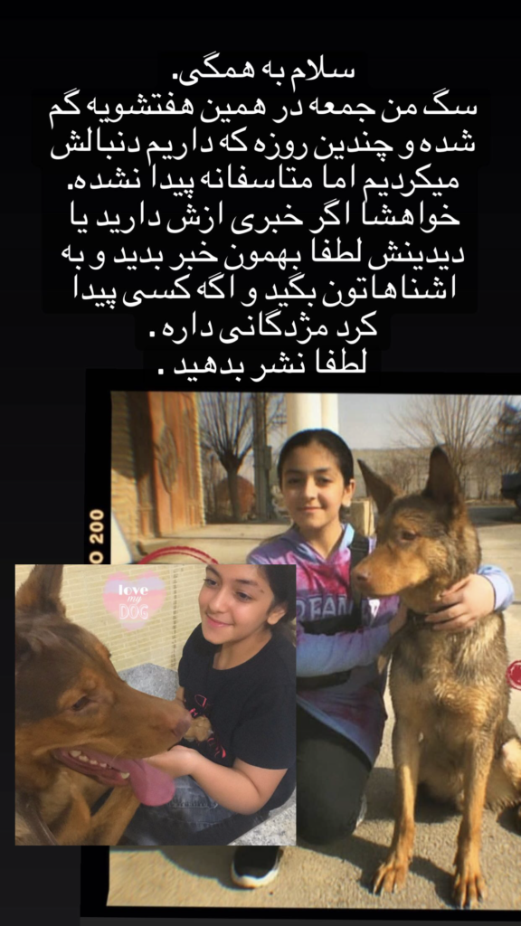 گم شدن سگی به نام مکس در استان اصفهان