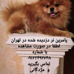 پامرین نر دزدیده شده در تهران