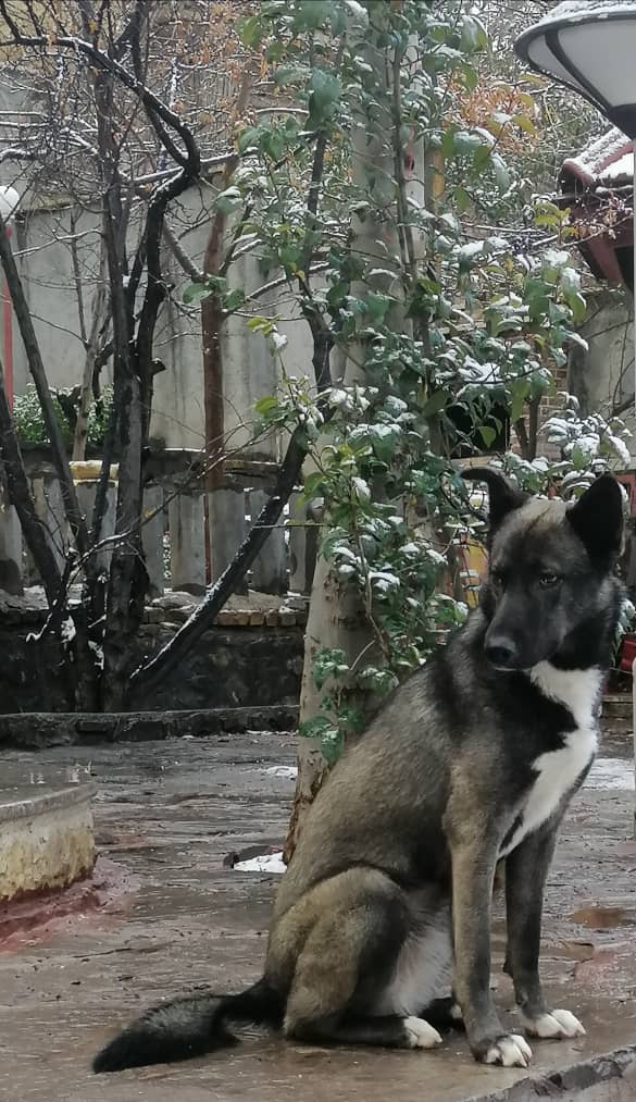 سگ مالینویز یک ساله به اسم نینا گمشده