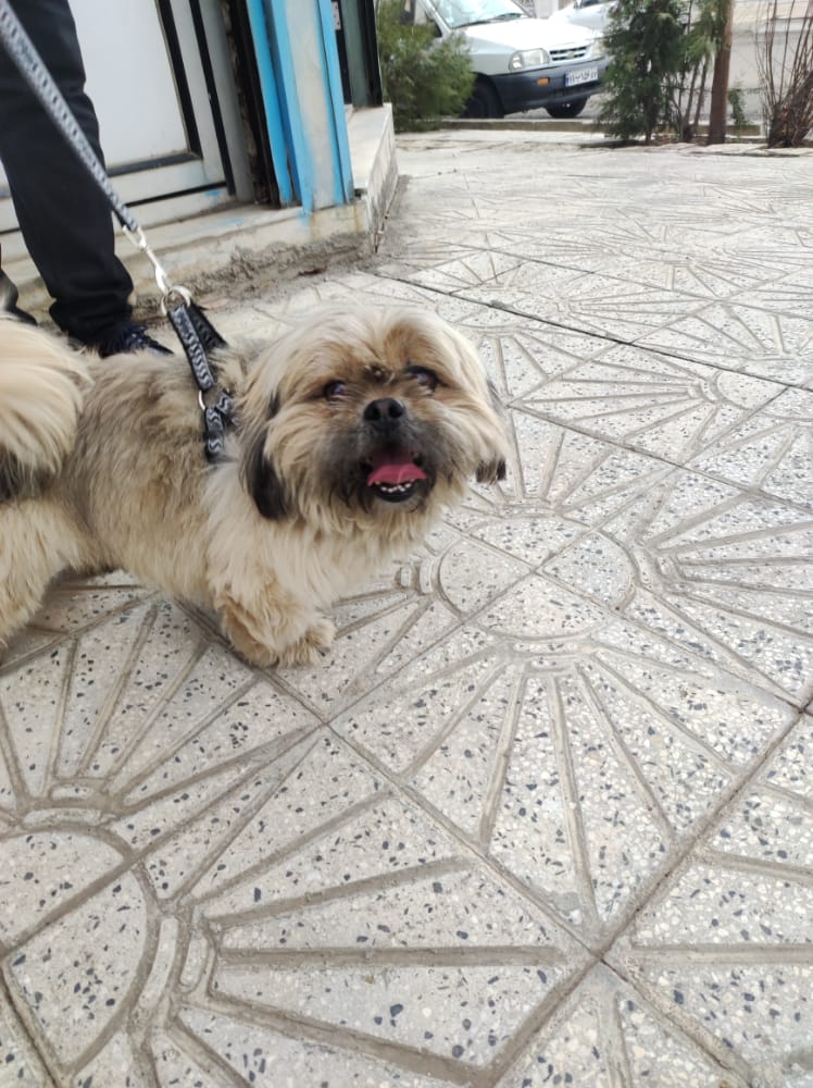 سگ پیداشده در زنجان