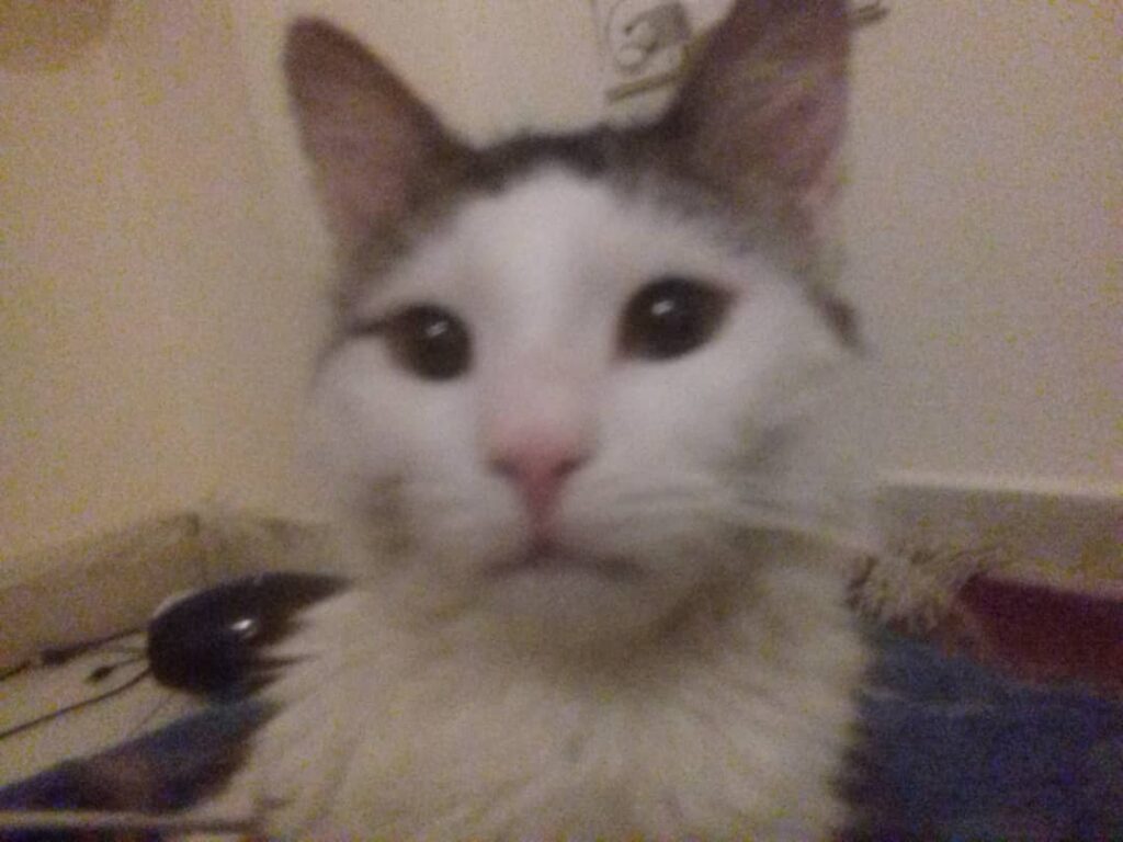 گربه موبلند DLH نر دو ساله عقیم نشده سفید خاکستری