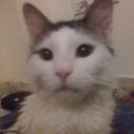 گربه موبلند DLH نر دو ساله عقیم نشده سفید خاکستری