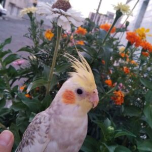 عروس هلندی گلباگالی گمشده