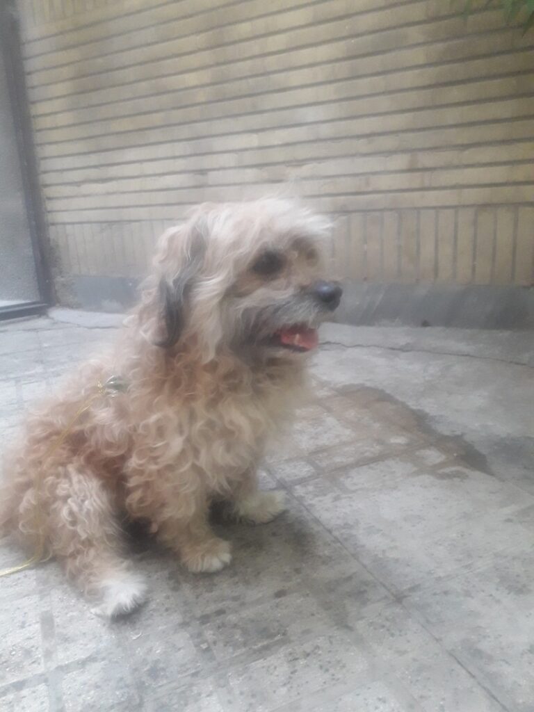 سگ تریر پیدا شده در کمالشهر کرج